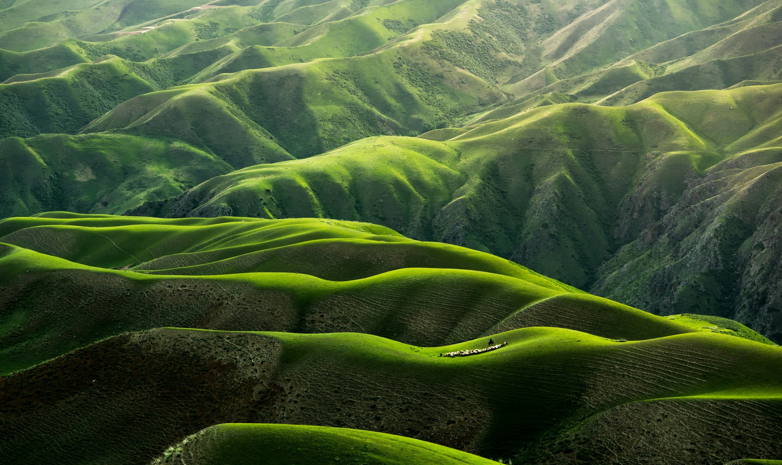 Aerial view of a dense green cloud forest